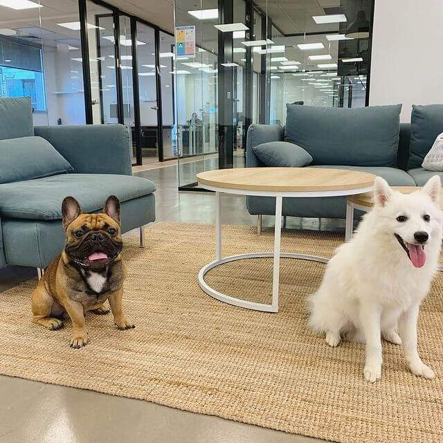 Dogs at Panorays offices - dog-friendly company