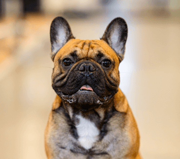 Dog-friendly company